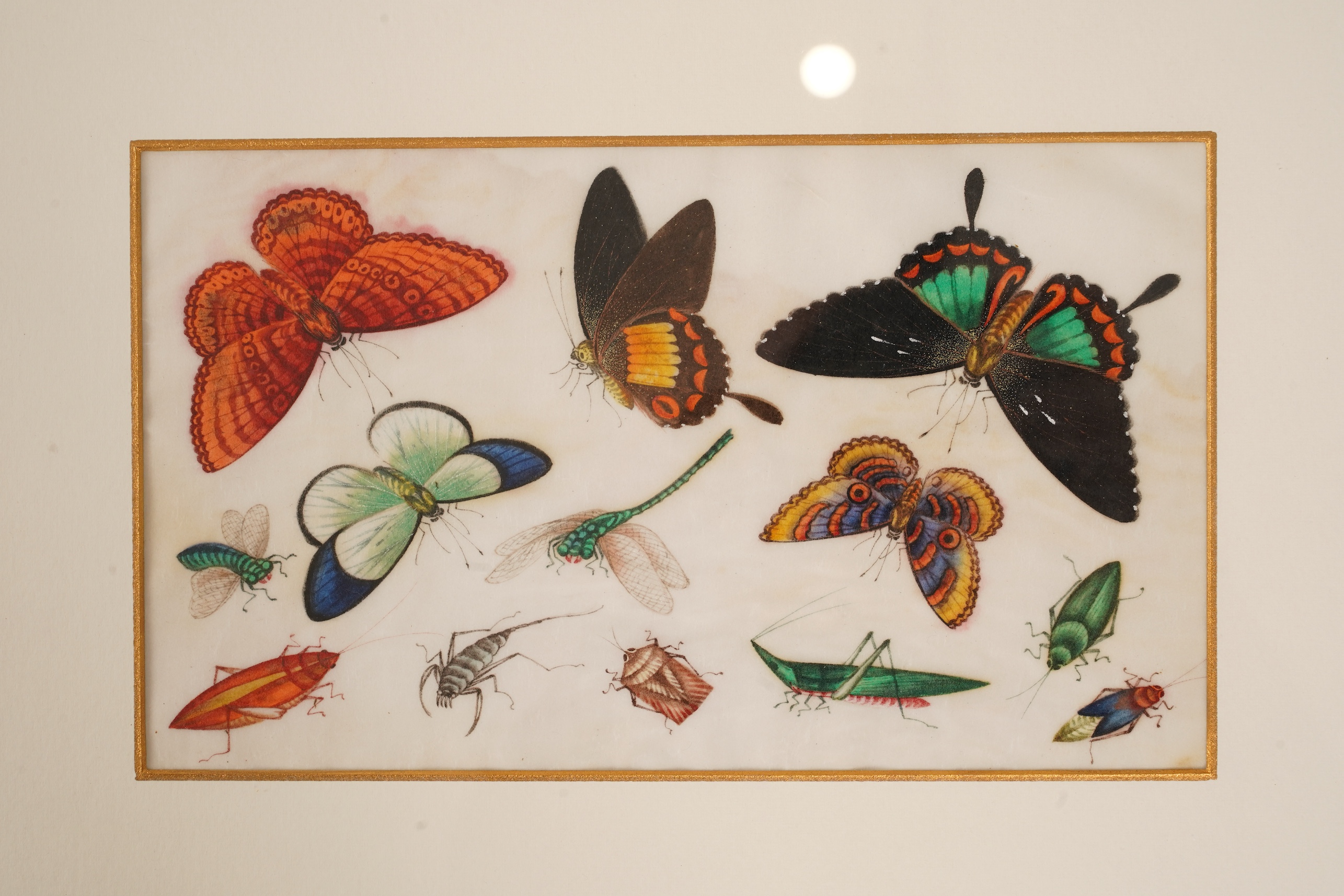 Chinese School , (mid 19th century), Butterfly and insect studies, A set of eight watercolours on pith paper, each image 16 x 26cm, staining
